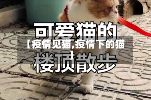【疫情见猫,疫情下的猫】