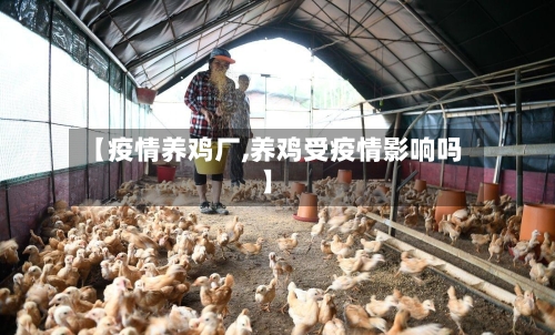 【疫情养鸡厂,养鸡受疫情影响吗】-第3张图片
